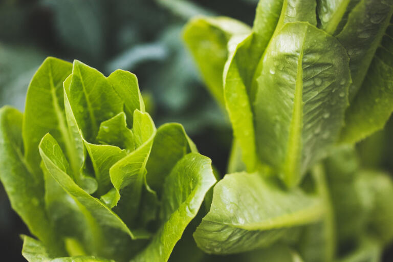 Feldsalat mit gerösteten Pinienkernen